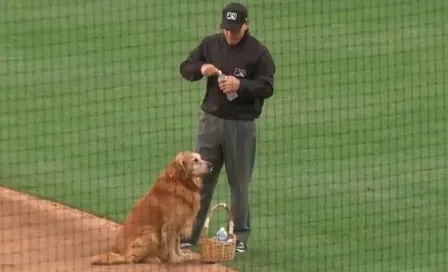 VIDEO: El tierno perrito que trabaja como aguador en el beisbol