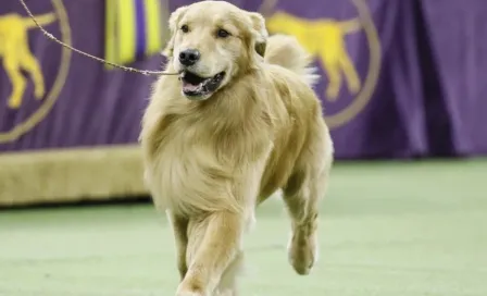 Día del Perro: Lugares en México donde festejar a las mascotas