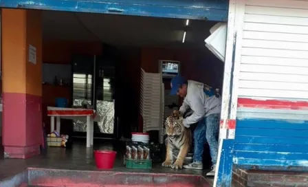 Hidalgo: Tigre deambuló en calles y se metió a local de tacos