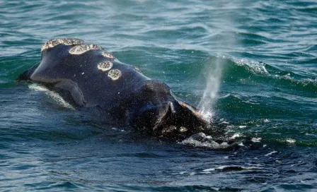 Video: Captaron momento exacto en el que una ballena se 'traga' a dos mujeres