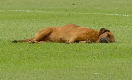 Perrito se queda dormido en el campo y atrasa un juego en Paraguay; se hace viral en redes sociales