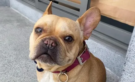 Cleto, el perro influencer que junto a su dueña levantó una empresa para mascotas