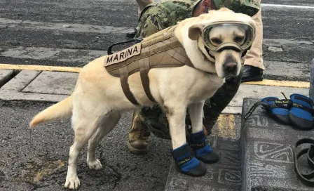 Frida: La perrita rescatista del sismo del 19 de septiembre falleció este martes