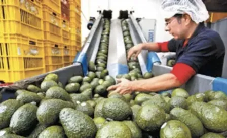 Super Bowl LVII ¿Cuántas toneladas de aguacate exportará México para el Súper Tazón?