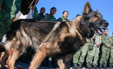 Terremoto en Turquía: México envió perritos rescatistas para ayudar ¡Conócelos!