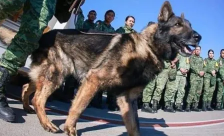 Proteo: Murió perro rescatista del Ejército Mexicano que viajó a Turquía