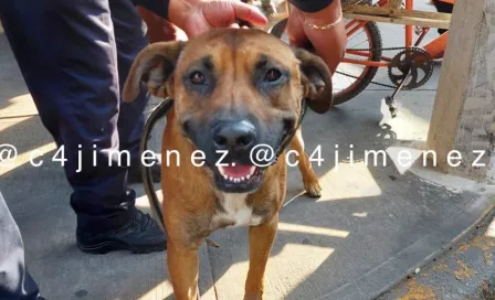 Perro y su dueño son detenidos por un homicidio en la Alcaldía Gustavo A. Madero en CDMX