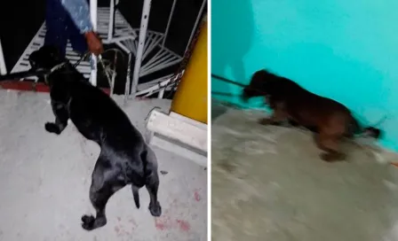 Perros pitbull mataron a su dueña tras severas heridas