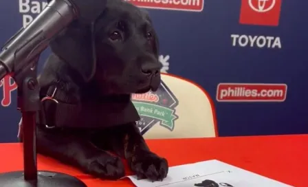 ¡Refuerzo de lujo! Phillies presentan a Major, un cachorro de labrador de 10 meses