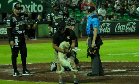 LMB: En el Yucatán vs Oaxaca... ¡Un lomito fue el protagonista!