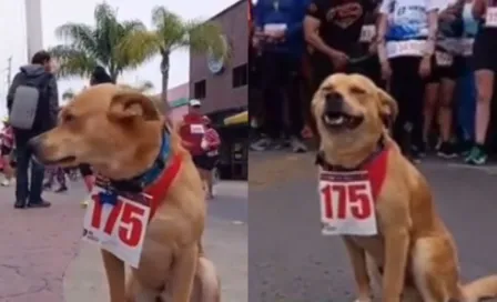 El 'Chicles', el perro maratonista de Tijuana que causa revuelo en redes sociales