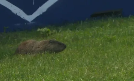 Gran Premio de Canadá: Marmotas invaden la pista del circuito Gilles Villeneuve