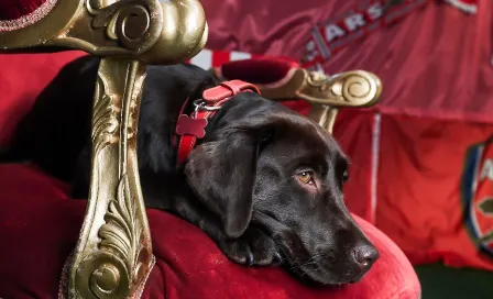 Arsenal: Win, el perro que ayuda al estrés de los Gunners, participa en sesión de fotos