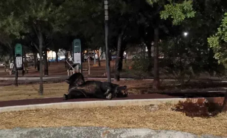 Un enorme oso sorprende a regios al deambular en Ciudad Satélite, Monterrey