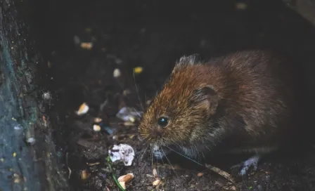 Captan a rata gigante en un supermercado en Nueva York