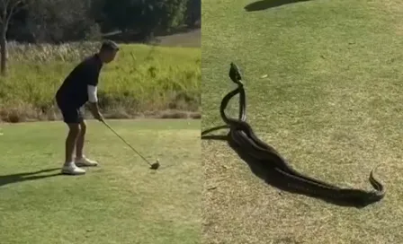 Dos serpientes protagonizan pelea en medio de un juego de Golf