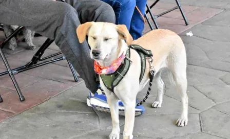 Habilitarán crematorio para animales de compañía, en el Panteón Civil de Iztapalapa 