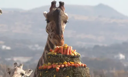 ¿Cómo reconocer a Benito entre las demás jirafas de Africam Safari? Te decimos cómo 