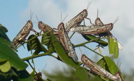 ¡Alerta! Hay plaga de langostas centroamericanas en el Estado de México