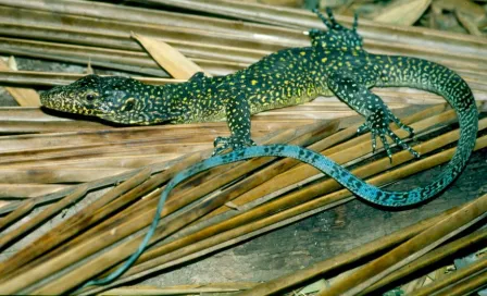 Rescatan a varano de cola azul en la alcaldía Venustiano Carranza