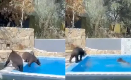 ¡Qué oso! En Nuevo León una familia muy particular disfrutó de la alberca de una casa que no era suya