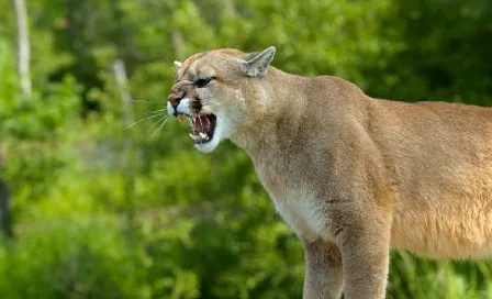 En Tamaulipas, un hombre se enfrenta a un puma en una lucha... ¡Y logra vencerlo!