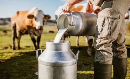 EU detecta varios casos de gripe aviar en vacas lecheras 