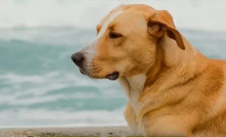 De las calles a la fama: "Vaguito", un perro rescatado se convierte en estrella de cine