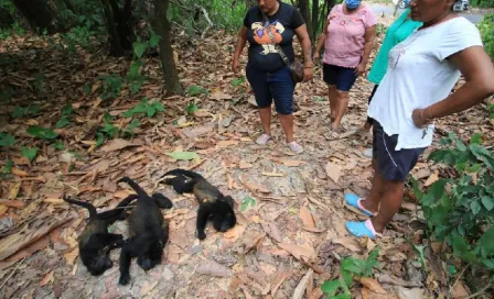 Semarnat toma medidas para investigar la muerte de primates en los estados de Tabasco y Chiapas