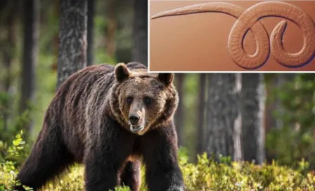 Familia contrae gusanos cerebrales después de comer carne de oso