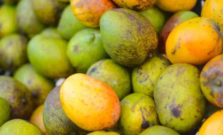 Estados Unidos también suspende exportación de mangos producidos en Michoacán 