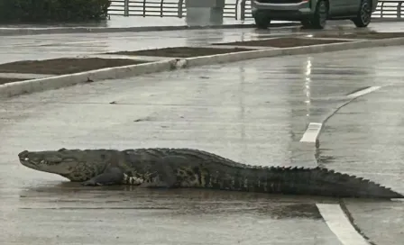 VIDEO: Captan a cocodrilo paseando por avenida de Tamaulipas luego de escapar de una laguna 