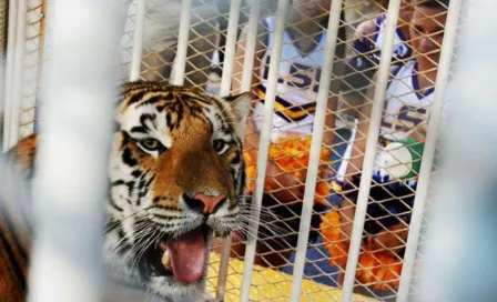 Aficionados de LSU reprueban planes de regresar a un tigre vivo enjaulado