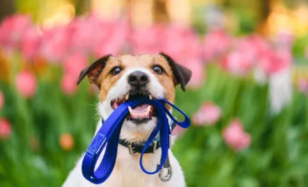 ¿Quieres saber cómo pagar multas vehiculares paseando perritos? ¡Aquí te lo contamos! 