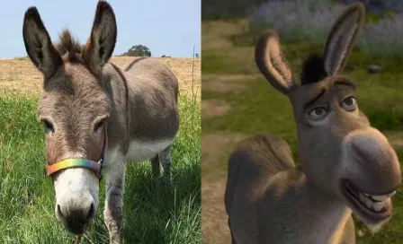 Murió ‘Perry’, el burro que inspiró personaje en la película de Shrek 