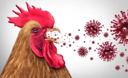 Japón sacrifica alrededor de 50,000 pollos debido a un brote de gripe aviar