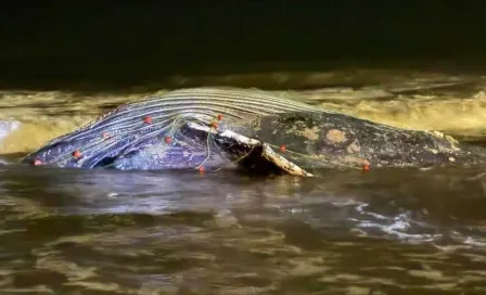 Ballena jorobada es encontrada muerta en playas de Mazatlán