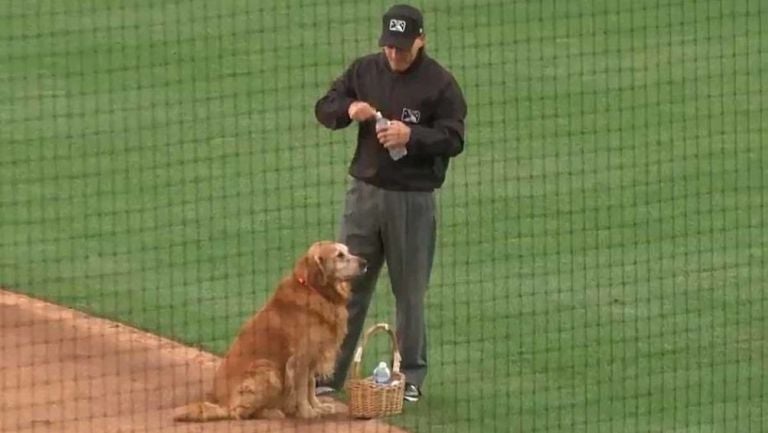 El tierno perrito que entrega el agua