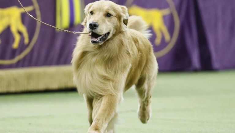 Perro en una competencia