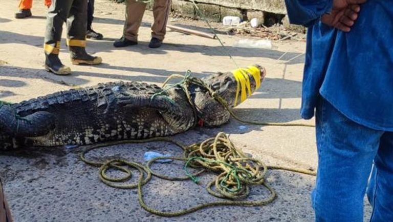 Atraparon a cocodrilo que atacó a hombre en la Laguna del Carpintero en Tampico, Tamaulipas