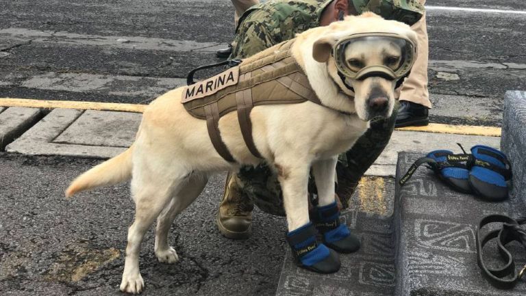 Frida, la perrita que se robó los corazones de México