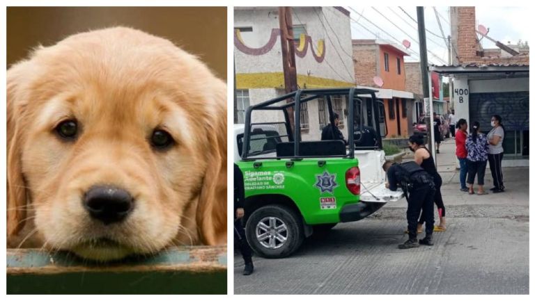 Veterinaria mataba perros y gatos para vender carne para tacos