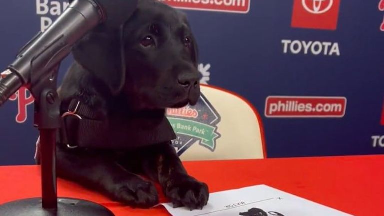 MLB: ¡Refuerzo de lujo! Phillies presentan a Major, un cachorro de labrador  de 10 meses