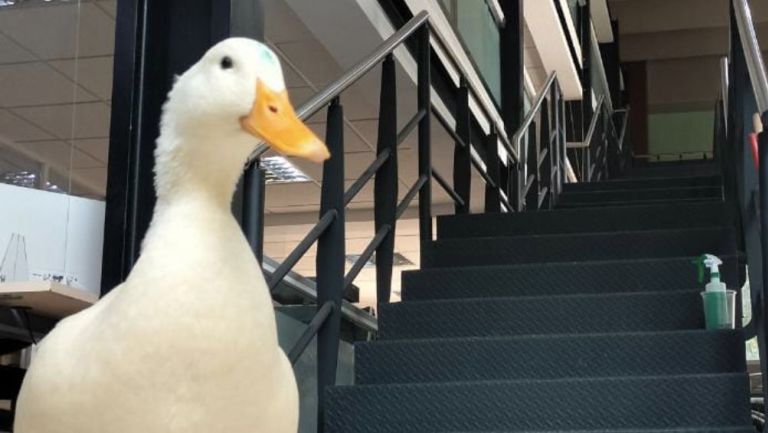 El pato ya se encuentra de vuelta en el Bosque de Chapultepec