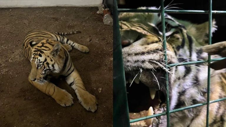 Capturan tigre de Bengala que escapó de una finca en Tlaquepaque