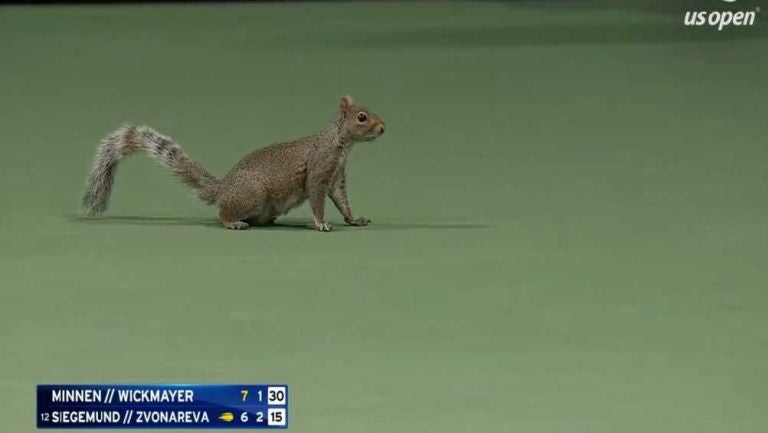 ¡Inaudito! Una ardilla 'invadió' cancha en el US Open y provoca repetición de punto