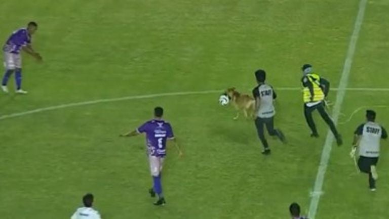 Perrito se mete a la cancha en Liga de Expansión, se 'come' a Messi y se burla a todos 