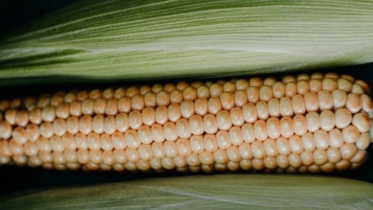 Tortilla de maíz, aliada para prevenir el cáncer: Investigadores