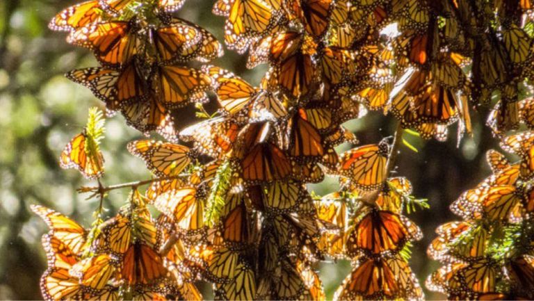 Disminuye población de mariposas monarca en México; autoridades reconocer su preocupación