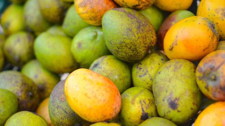Estados Unidos también suspende exportación de mangos producidos en Michoacán 